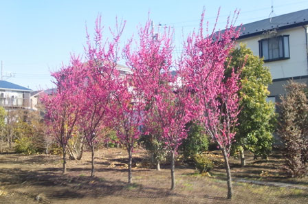 もみぢ園の畑にある桃の木